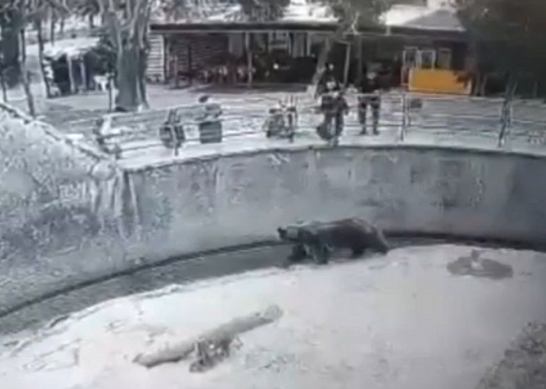 orso zoo