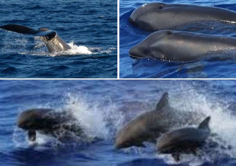 balena delfino