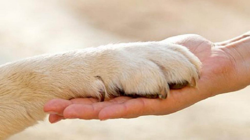 cane