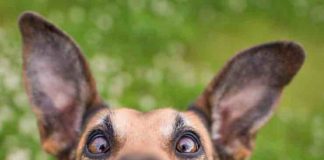 Il bonus per cani (e i gatti)! !newstv.it