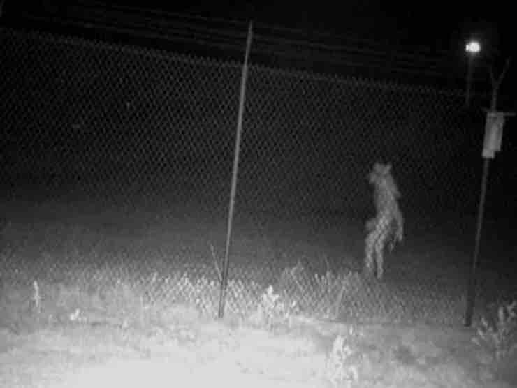 La strana creatura avvistata nei pressi dello zoo di Amarillo in Texas | Web Source