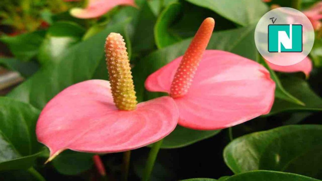 Anthurium | Web Source