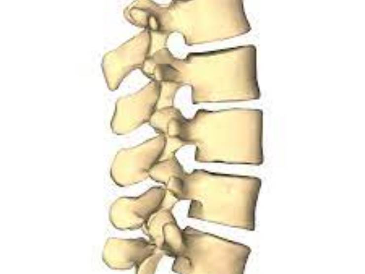 vertebre