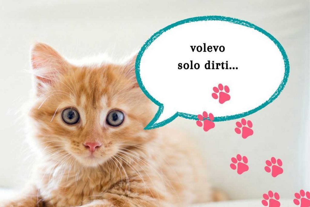 Gatto linguaggio corpo