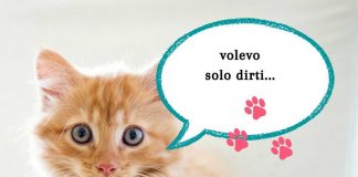 Gatto linguaggio corpo