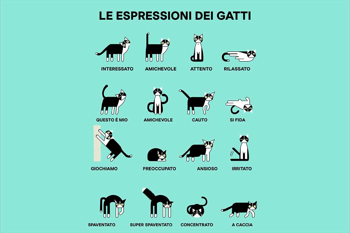 Gatto linguaggio corpo 