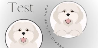 test cane differenza
