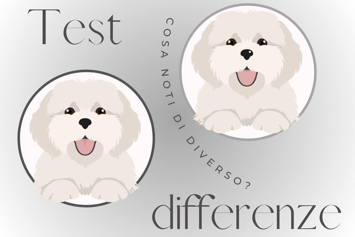 test cane differenza