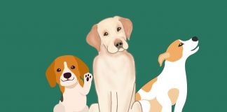 test cagnolino personalità