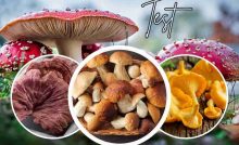 test personalità funghi